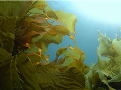 Biển ấm lên: Tác động đến sự hình thành của tảo bẹ khổng lồ